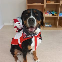 Ein Hund der Sitz macht und in die Kamera Lächelt.