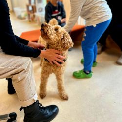 Ein Hund wird von einer Person gestreichelt und im Hintergrund spielen zwei Kinder.